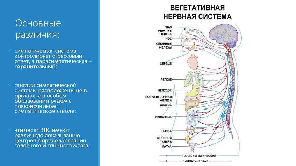 Основные различия: ü симпатическая система контролирует стрессовый ответ, а парасимпатическая – охранительный; ü ганглии