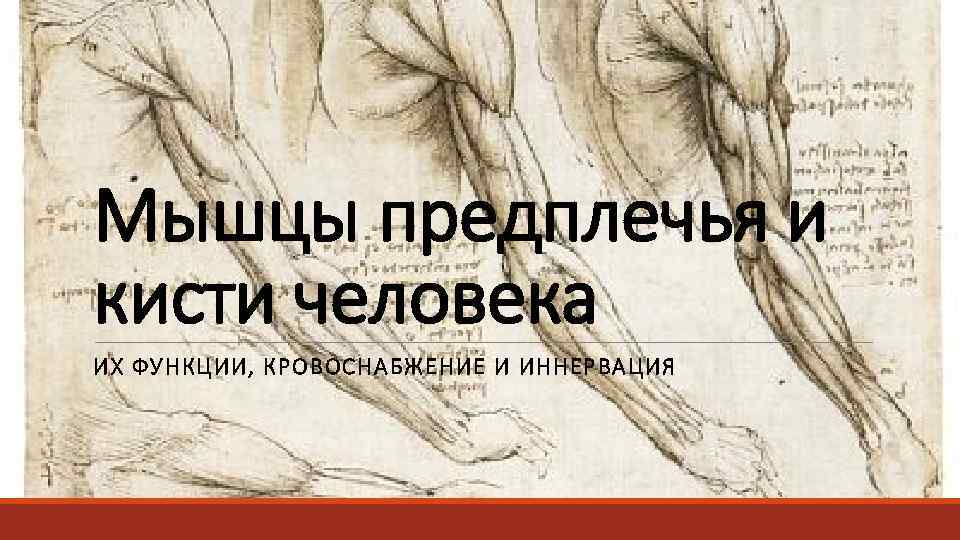 Мышцы предплечья и кисти человека ИХ ФУНКЦИИ, КРОВОСНАБЖЕНИЕ И ИННЕРВАЦИЯ 