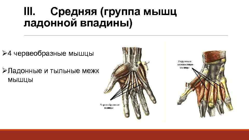 III. Средняя (группа мышц ладонной впадины) Ø 4 червеобразные мышцы ØЛадонные и тыльные межкостные