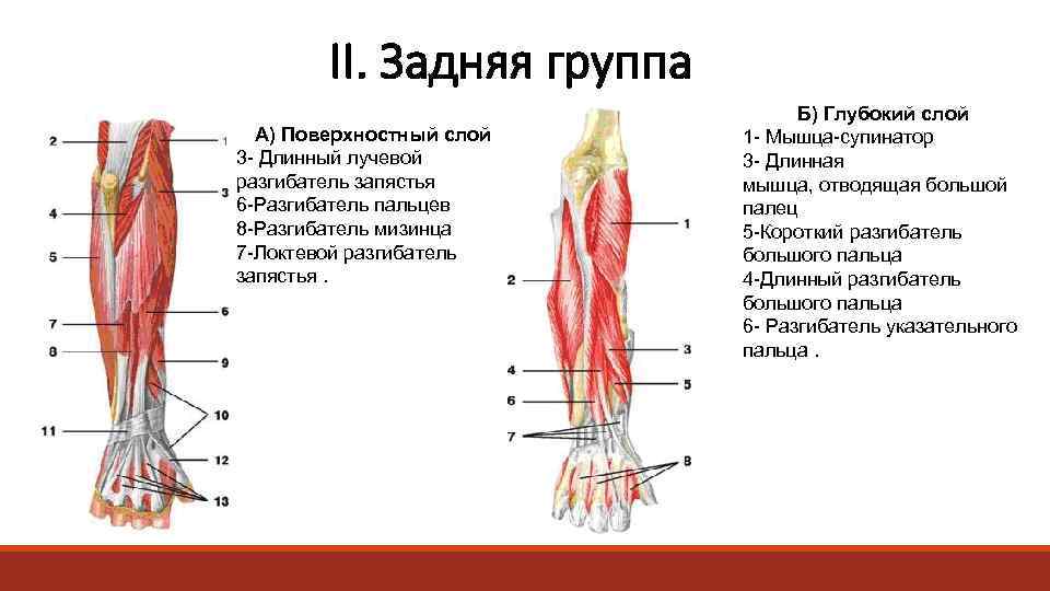  II. Задняя группа А) Поверхностный слой 3 - Длинный лучевой разгибатель запястья 6