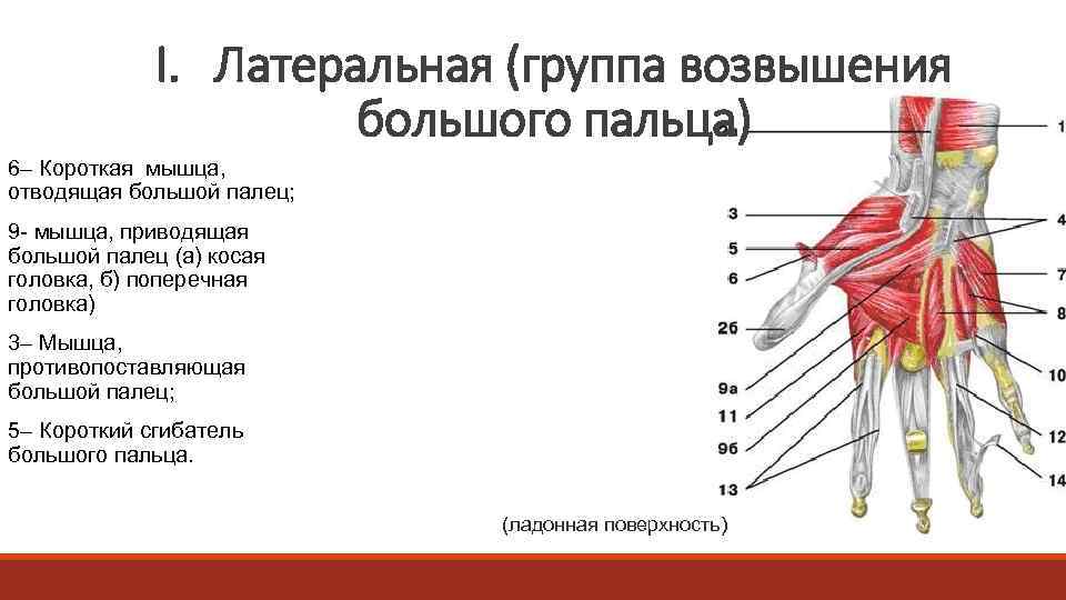 I. Латеральная (группа возвышения большого пальца) 6– Короткая мышца, отводящая большой палец; 9 -