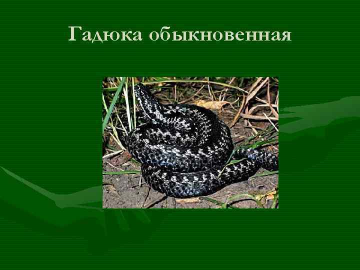 Гадюка обыкновенная 