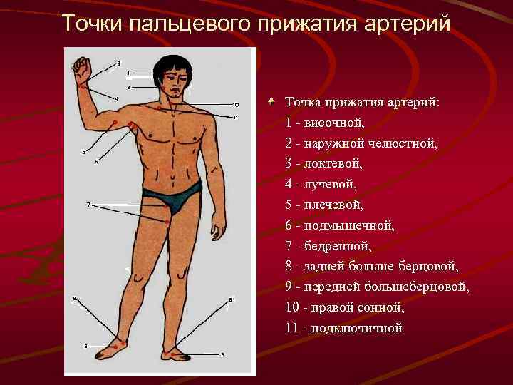 Картинка точки прижатия артерий