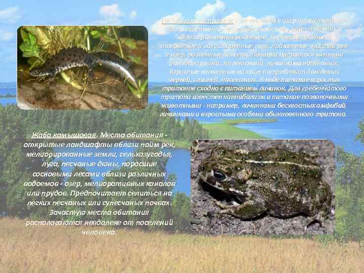 Гребенчатый тритон встречается в широколиственных, мелколиственных и смешанных лесах, расположенных вблизи различных водоемов. Вне