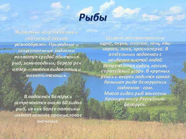 Рыбы Животный мир водоемов и побережий весьма разнообразен. Природные и искусственные водоемы являются средой