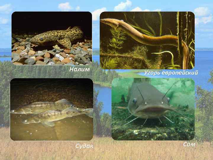 Налим Судак Угорь европейский Сом 