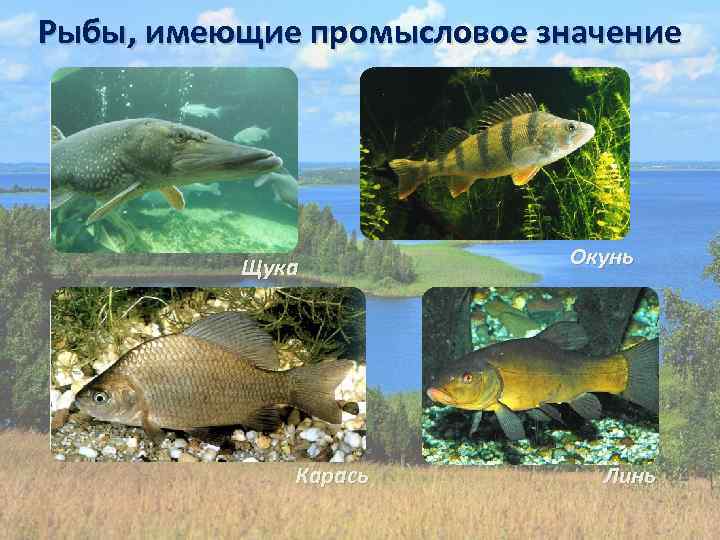 Водоплавающие животные подмосковья фото с названиями