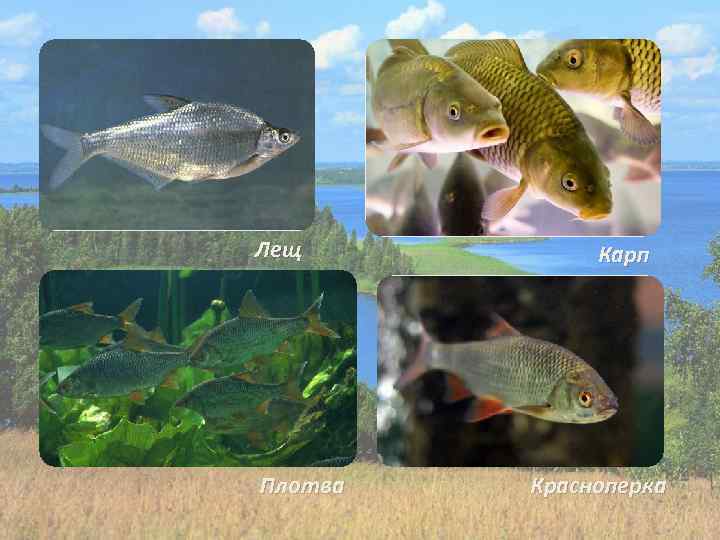 Лещ Плотва Карп Красноперка 