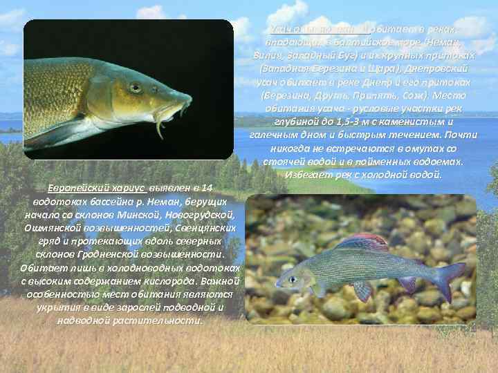 Европейский хариус выявлен в 14 водотоках бассейна р. Неман, берущих начало со склонов Минской,