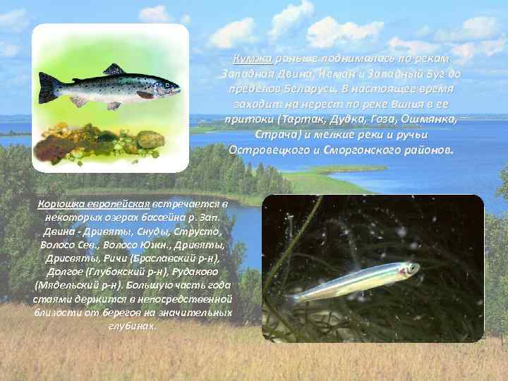 Кумжа раньше поднималась по рекам Западная Двина, Неман и Западный Буг до пределов Беларуси.