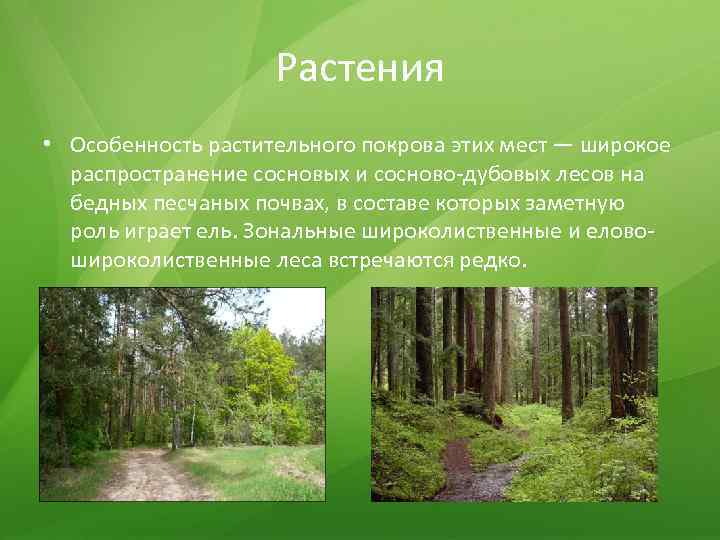 Особенности смешанных и широколиственных лесов. Особенности растительного Покрова лесов. Характеристика растительного Покрова. Особенности растений в лесу. Растительный Покров это кратко.