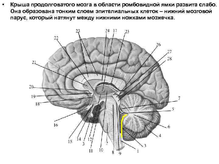  • Крыша продолговатого мозга в области ромбовидной ямки развита слабо. Она образована тонким