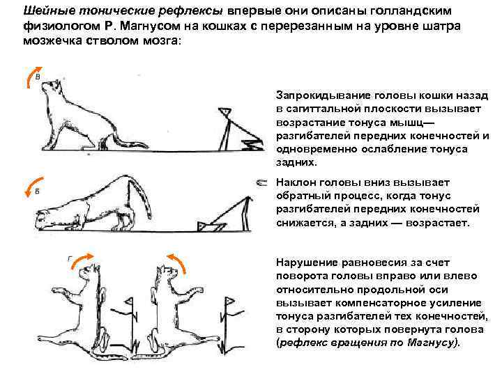 Шейные тонические рефлексы впервые они описаны голландским физиологом Р. Магнусом на кошках с перерезанным