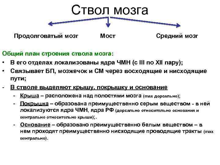 Ствол мозга Продолговатый мозг Мост Средний мозг Общий план строения ствола мозга: • В