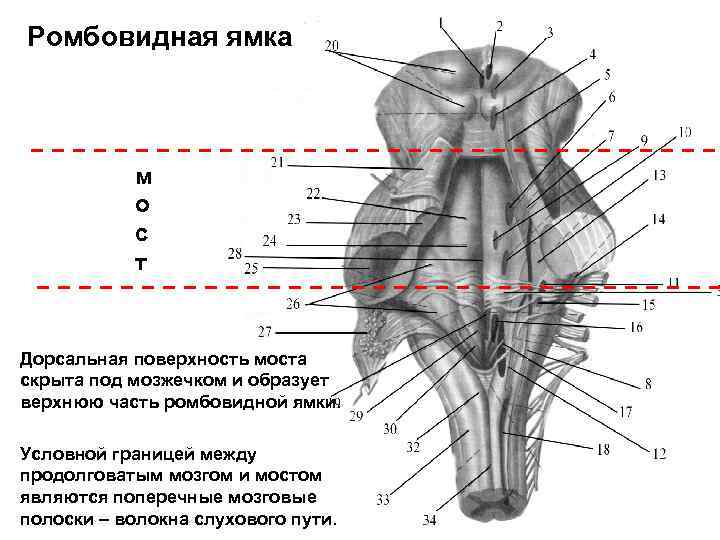 Дорсальная поверхность мозга. Ствол мозга анатомия дорсальная поверхность. Ромбовидная ямка ствола головного мозга. Ромбовидная ямка головного мозга анатомия. Схема дорсальной поверхности мозгового ствола.