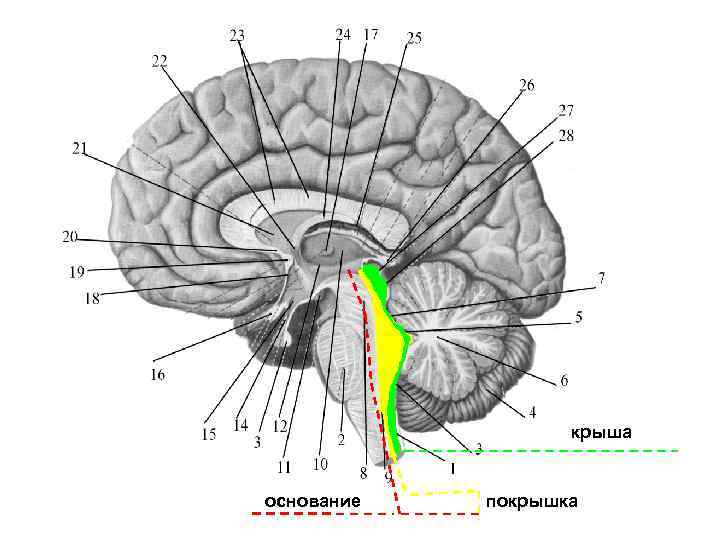 Ноги мозг голова. Покрышка ствола мозга анатомия. Основание и покрышка среднего мозга. Покрышка среднего мозга анатомия. Покрышка ножек среднего мозга.