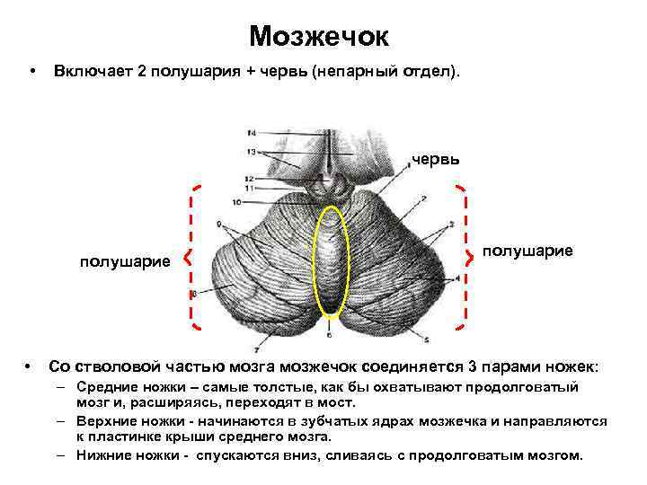 Где находится мозжечок рисунок