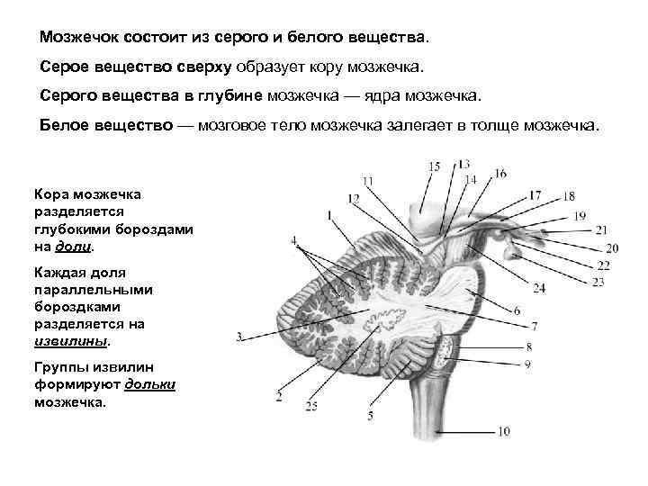 Общий план строения мозжечка