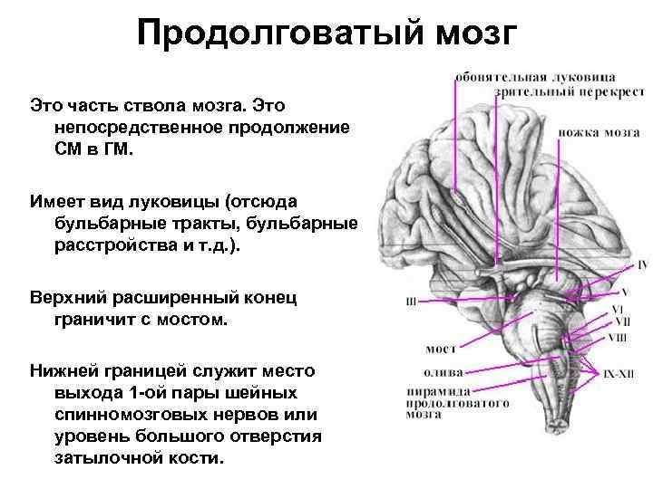 Ядра продолговатого мозга схема