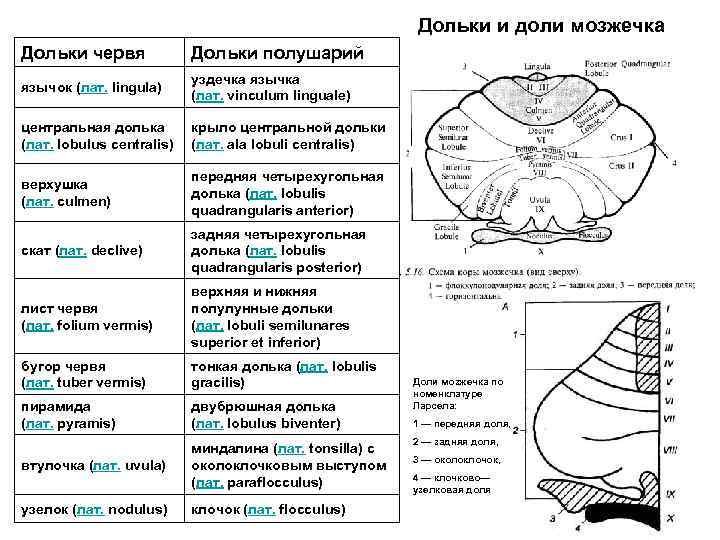 Ядра мозжечка схема