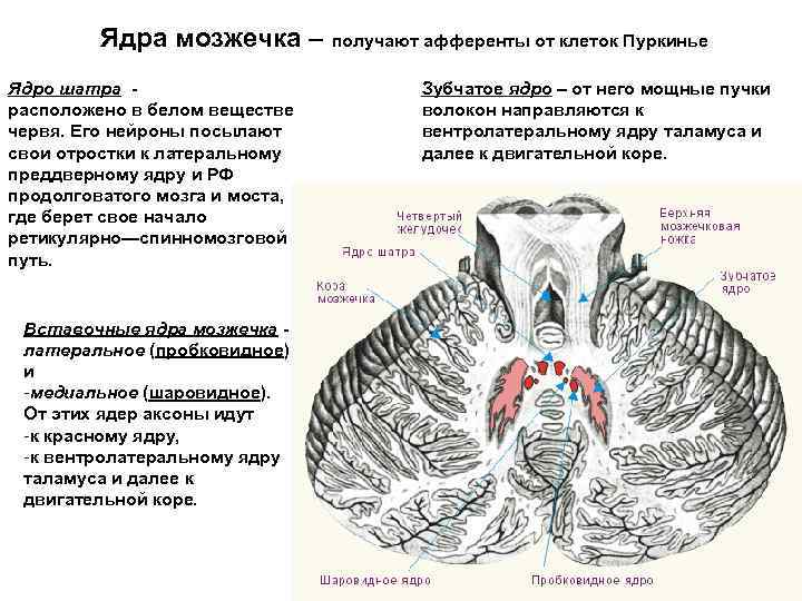 Мозжечок отвечает за