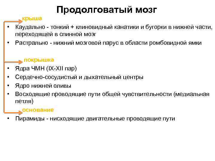 Продолговатый мозг крыша • Каудально - тонкий + клиновидный канатики и бугорки в нижней