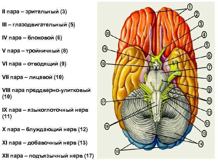 II пара – зрительный (3) III – глазодвигательный (5) IV пара – блоковой (6)