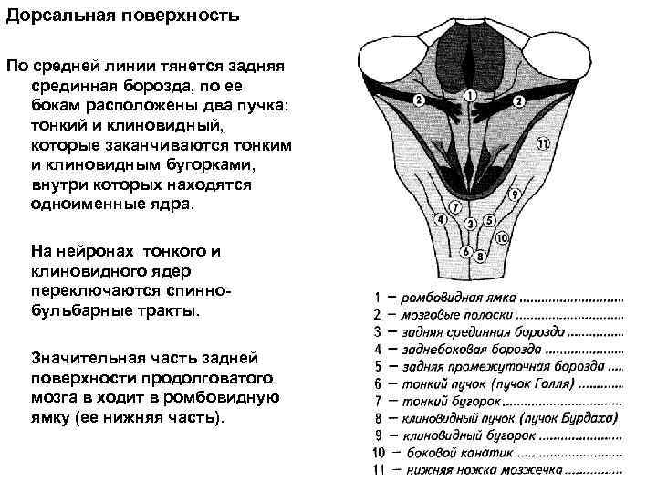 Дорсальная поверхность По средней линии тянется задняя срединная борозда, по ее бокам расположены два