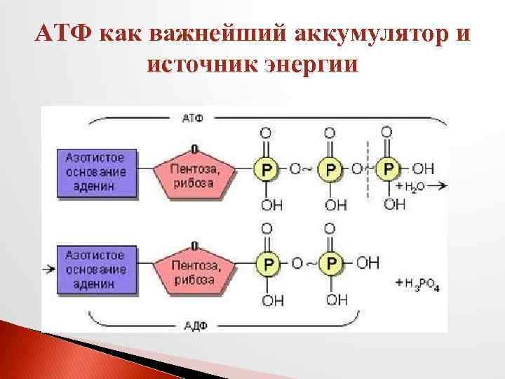 Источник энергии атф