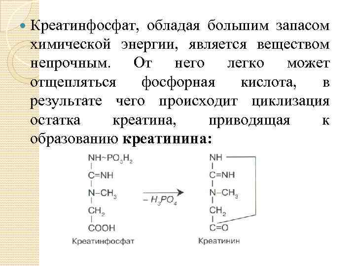  Креатинфосфат, обладая большим запасом химической энергии, является веществом непрочным. От него легко может