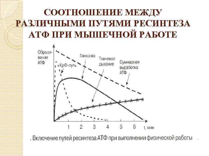 Коэффициент пути. Максимальная мощность аэробного пути ресинтеза АТФ составляет. Пути ресинтеза АТФ при мышечной работе. Включение путей ресинтеза АТФ при выполнении физической работы. Включение различных путей ресинтеза АТФ при мышечной деятельности..