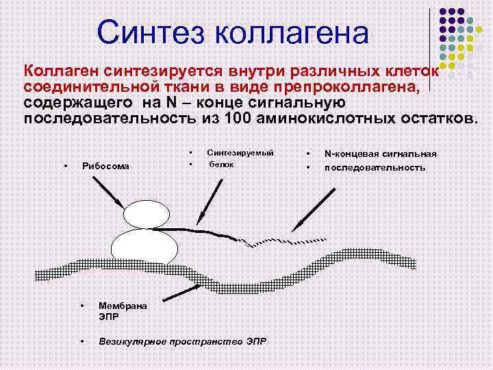 Синтез коллагена Коллаген синтезируется внутри различных клеток соединительной ткани в виде препроколлагена, содержащего на