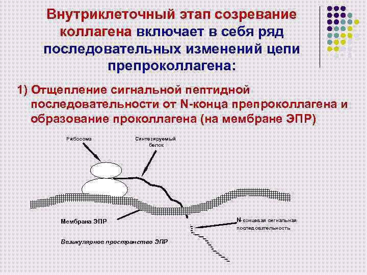 Внутриклеточный этап созревание коллагена включает в себя ряд последовательных изменений цепи препроколлагена: 1) Отщепление