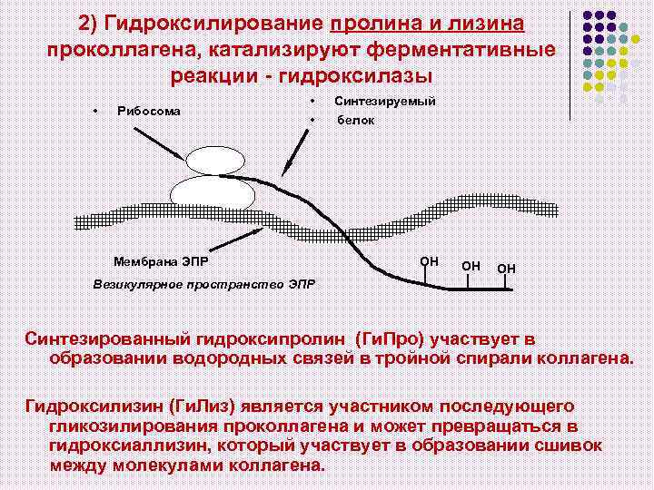 2) Гидроксилирование пролина и лизина проколлагена, катализируют ферментативные реакции - гидроксилазы • Рибосома •