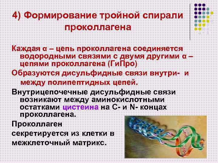 4) Формирование тройной спирали проколлагена Каждая α – цепь проколлагена соединяется водородными связями с