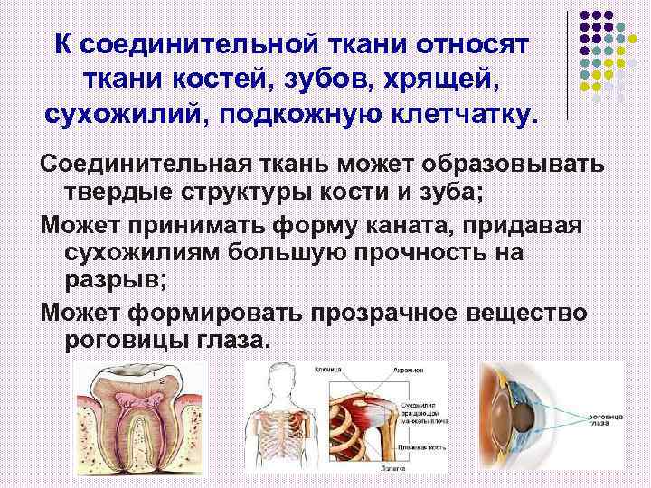 К соединительной ткани относят ткани костей, зубов, хрящей, сухожилий, подкожную клетчатку. Соединительная ткань может