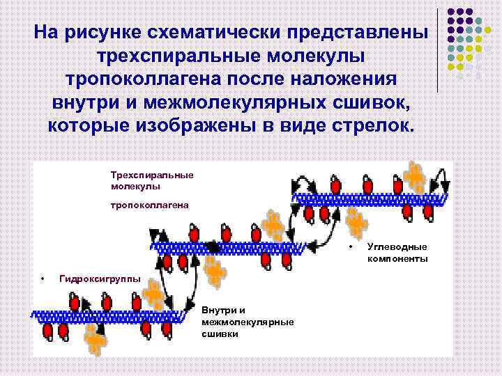На рисунке схематически представлены трехспиральные молекулы тропоколлагена после наложения внутри и межмолекулярных сшивок, которые