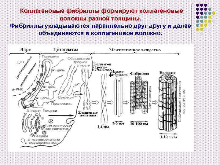 Коллагеновые фибриллы формируют коллагеновые волокны разной толщины. Фибриллы укладываются параллельно другу и далее объединяются