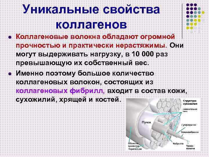 Уникальные свойства коллагенов l l Коллагеновые волокна обладают огромной прочностью и практически нерастяжимы. Они