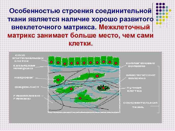 Особенностью строения соединительной ткани является наличие хорошо развитого внеклеточного матрикса. Межклеточный матрикс занимает больше