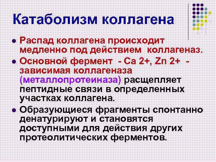 Катаболизм коллагена l l l Распад коллагена происходит медленно под действием коллагеназ. Основной фермент