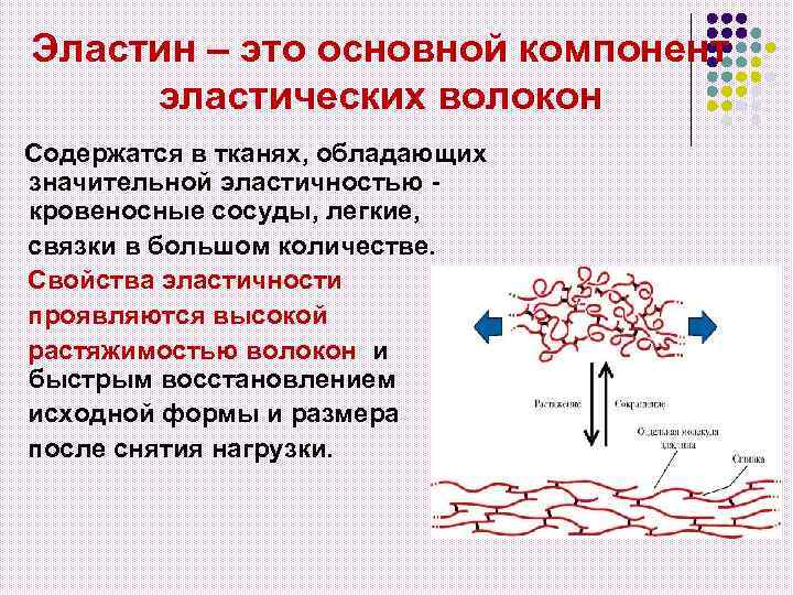 Эластин – это основной компонент эластических волокон Содержатся в тканях, обладающих значительной эластичностью кровеносные