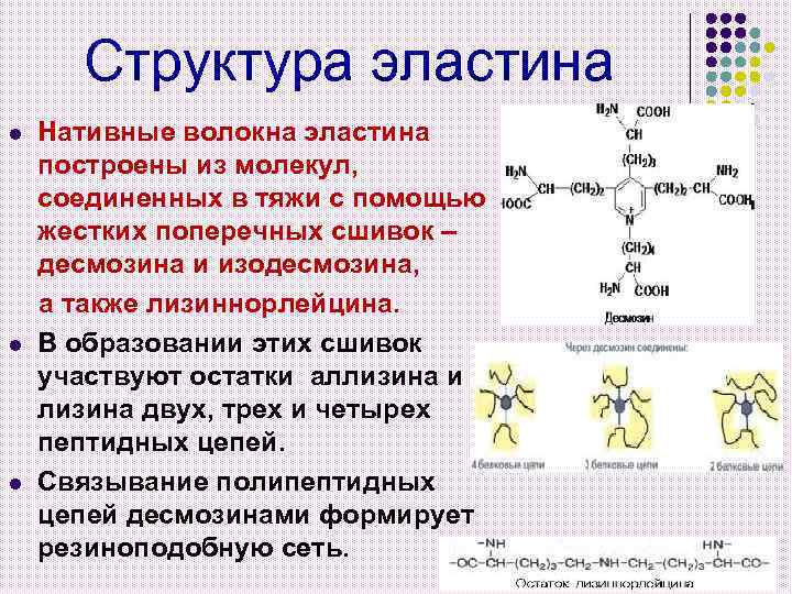 Структура эластина l l l Нативные волокна эластина построены из молекул, соединенных в тяжи