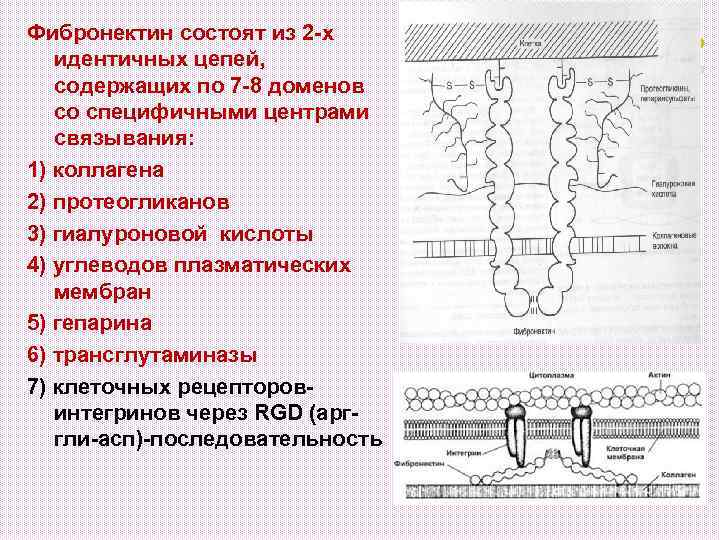 Фибронектин состоят из 2 -х идентичных цепей, содержащих по 7 -8 доменов со специфичными