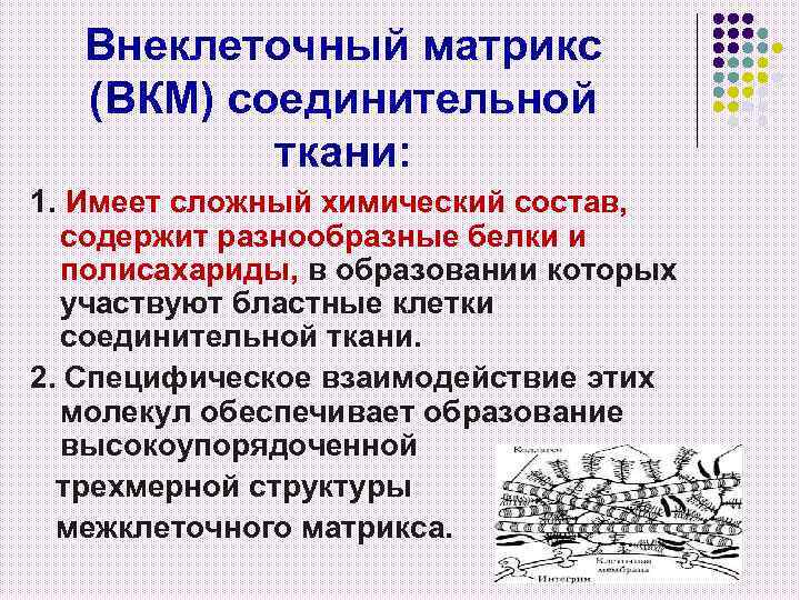Внеклеточный матрикс (ВКМ) соединительной ткани: 1. Имеет сложный химический состав, содержит разнообразные белки и