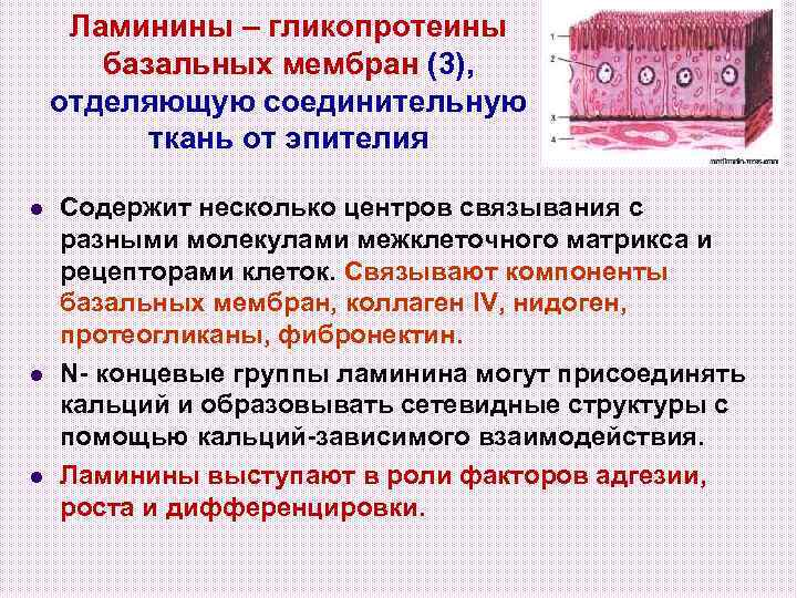 Ламинины – гликопротеины базальных мембран (3), отделяющую соединительную ткань от эпителия l l l