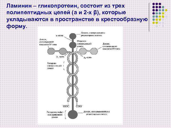 Ламинин – гликопротеин, состоит из трех полипептидных цепей (a и 2 -х β), которые