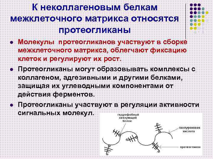 К неколлагеновым белкам межклеточного матрикса относятся протеогликаны l l l Молекулы протеогликанов участвуют в