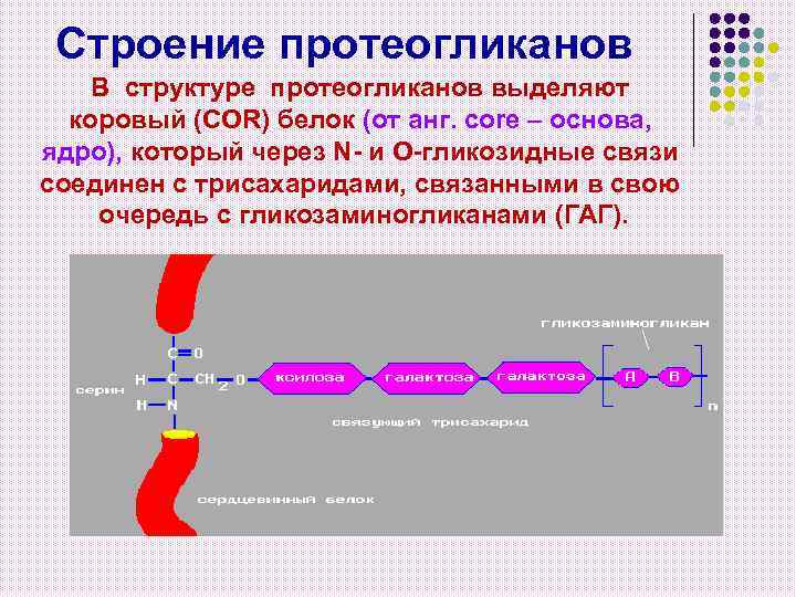 Строение протеогликанов В структуре протеогликанов выделяют коровый (COR) белок (от анг. сore – основа,