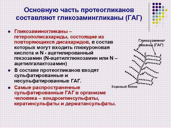 Основную часть протеогликанов составляют гликозамингликаны (ГАГ) l l l Гликозаминогликаны – гетерополисахариды, состоящие из